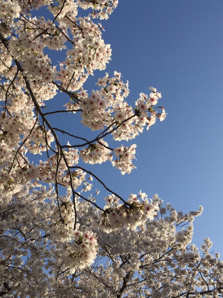 桜満開　天然木　大阪　オーダー　オイル仕上げ　国産